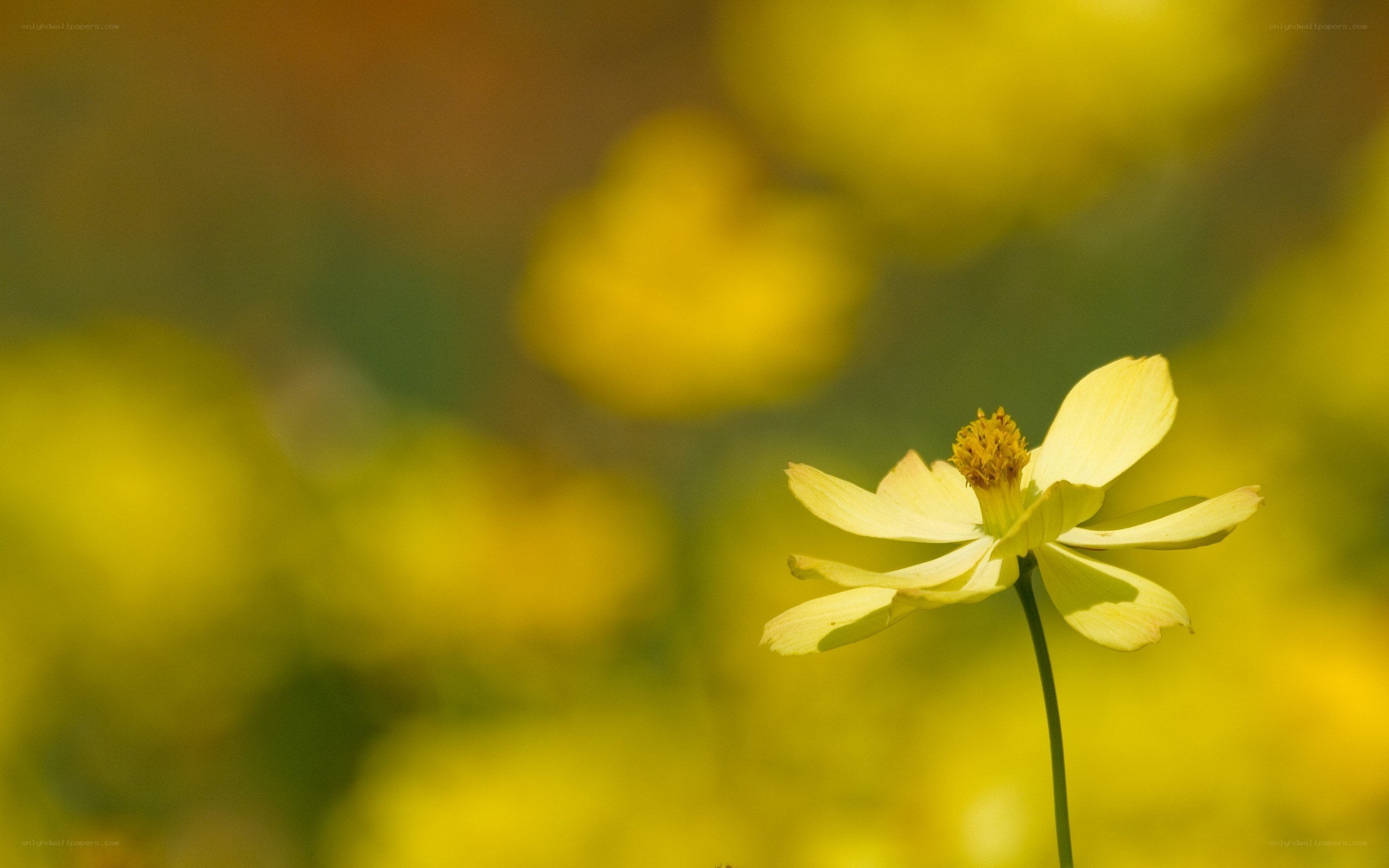 yellow flower in a field