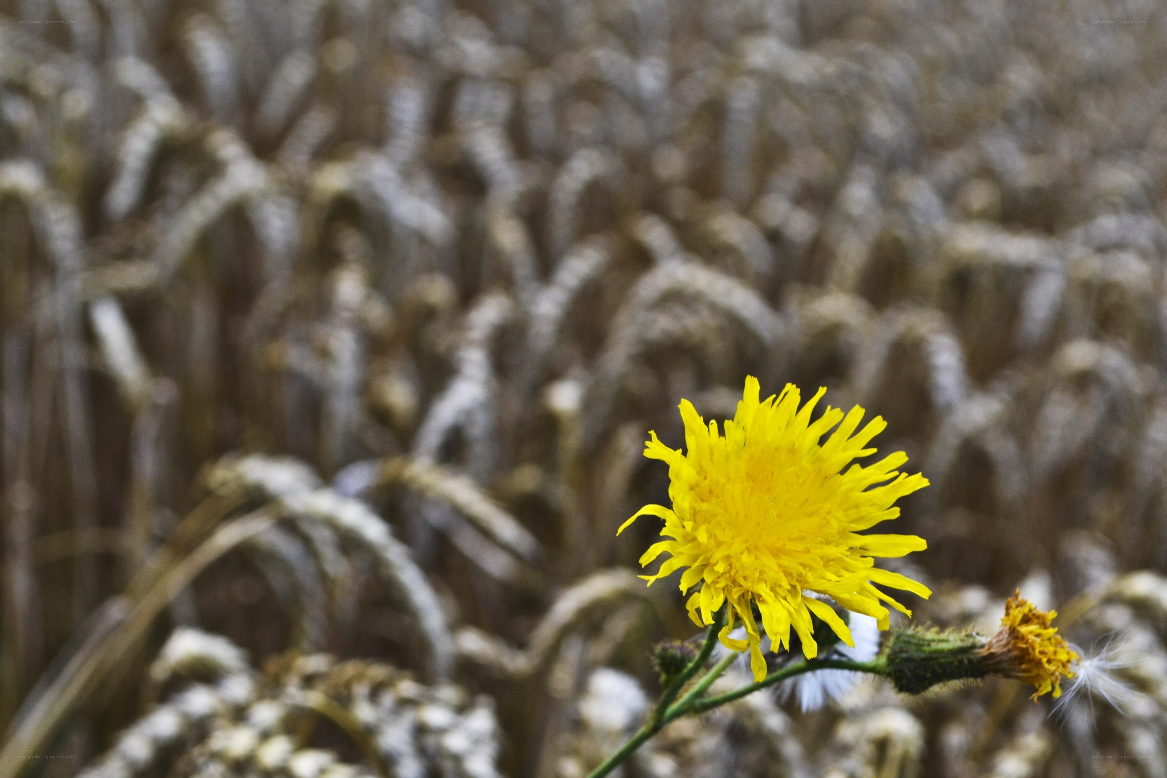 Yellow flower in a field