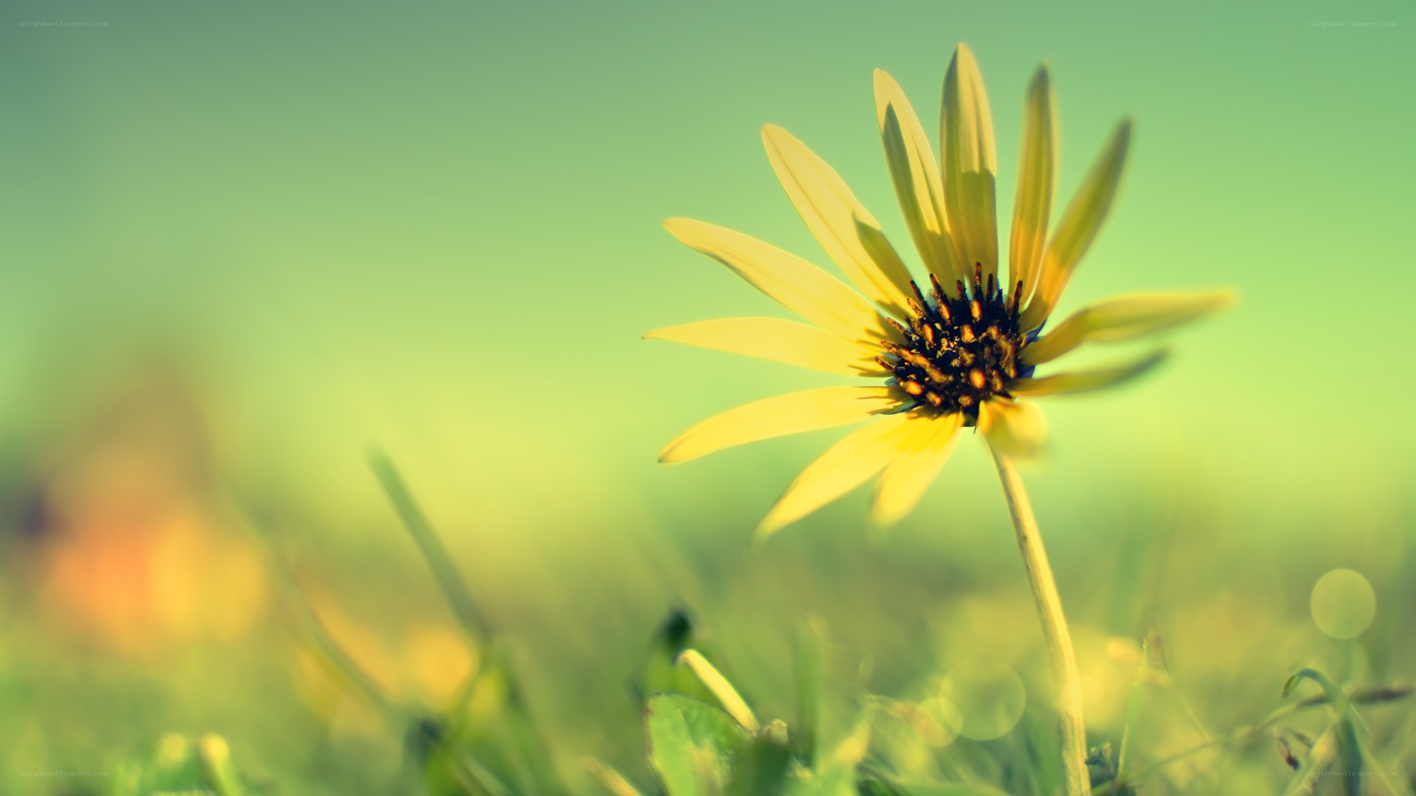 yellow flower in a field