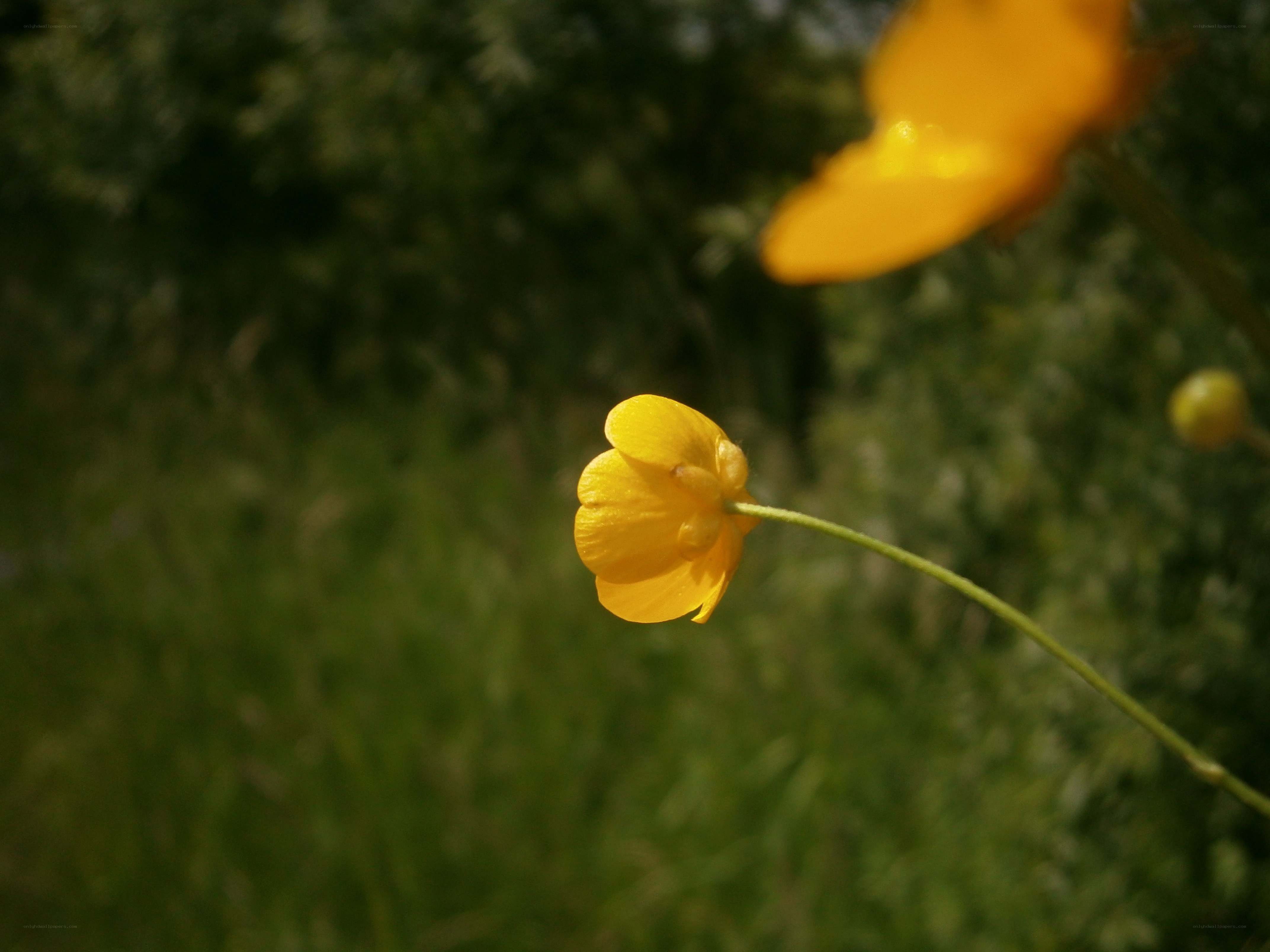 Yellow flower in a field
