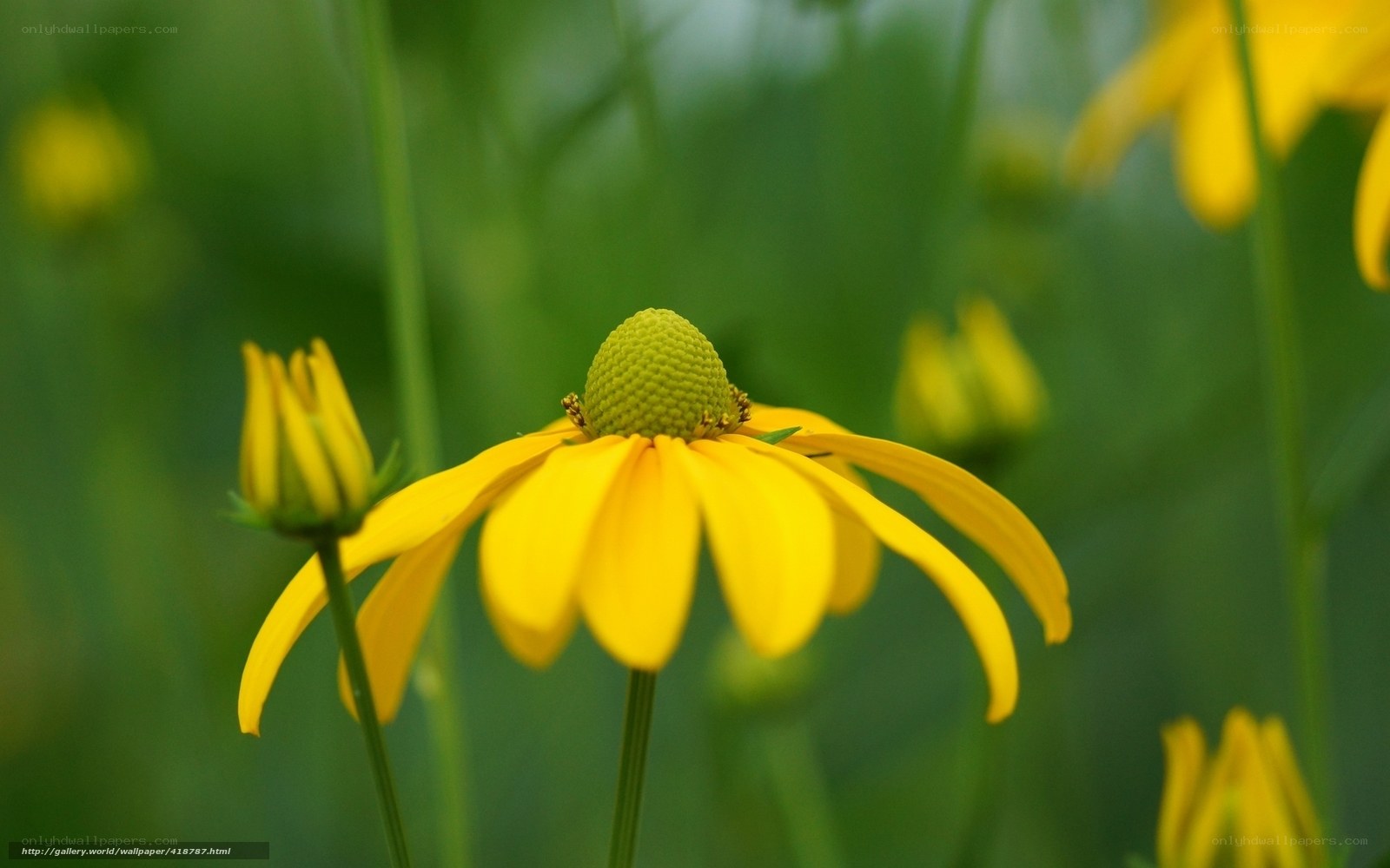 Yellow flower in a field