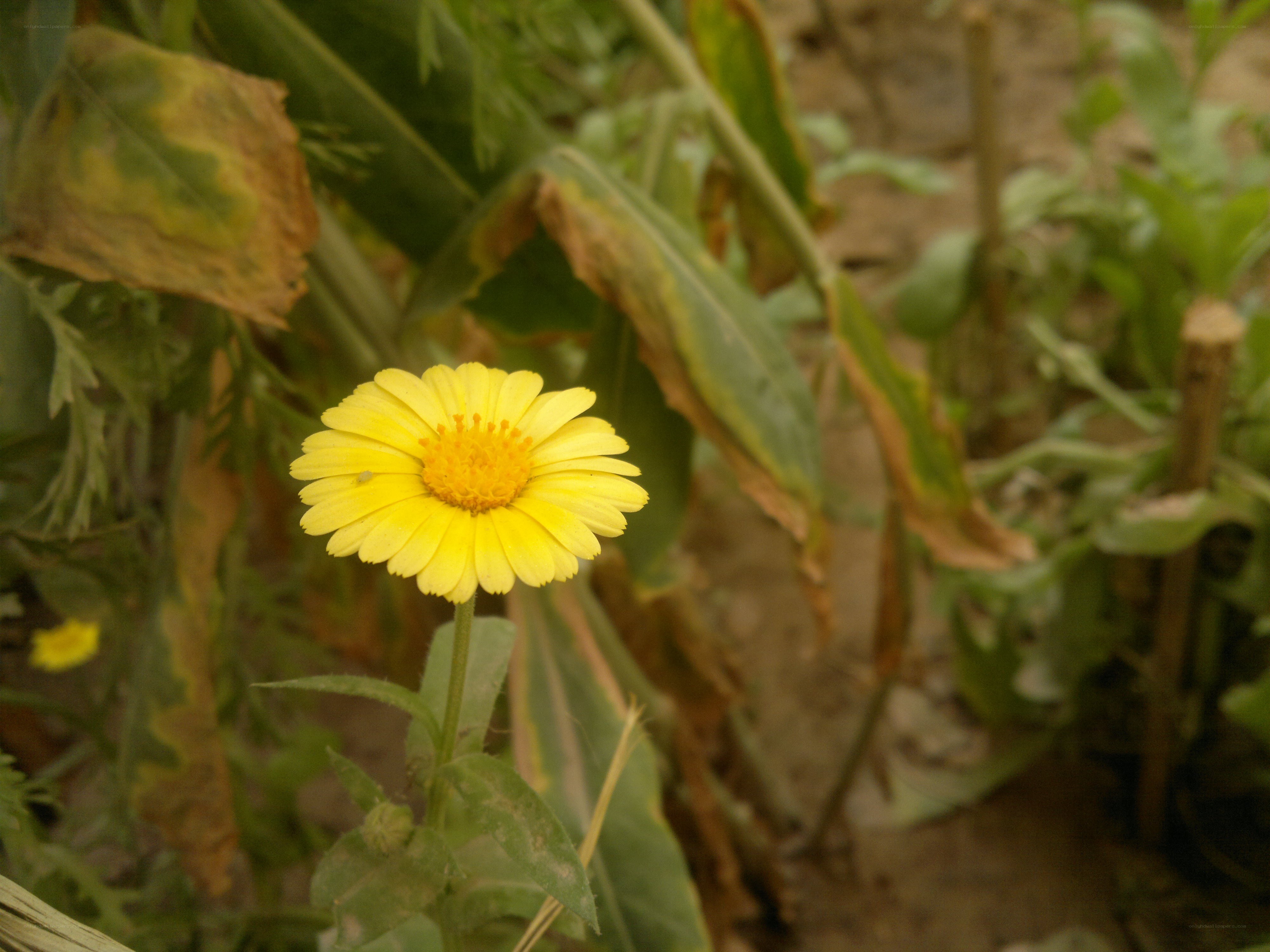 Yellow flower in a garden