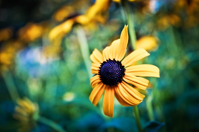 Yellow flower in a garden