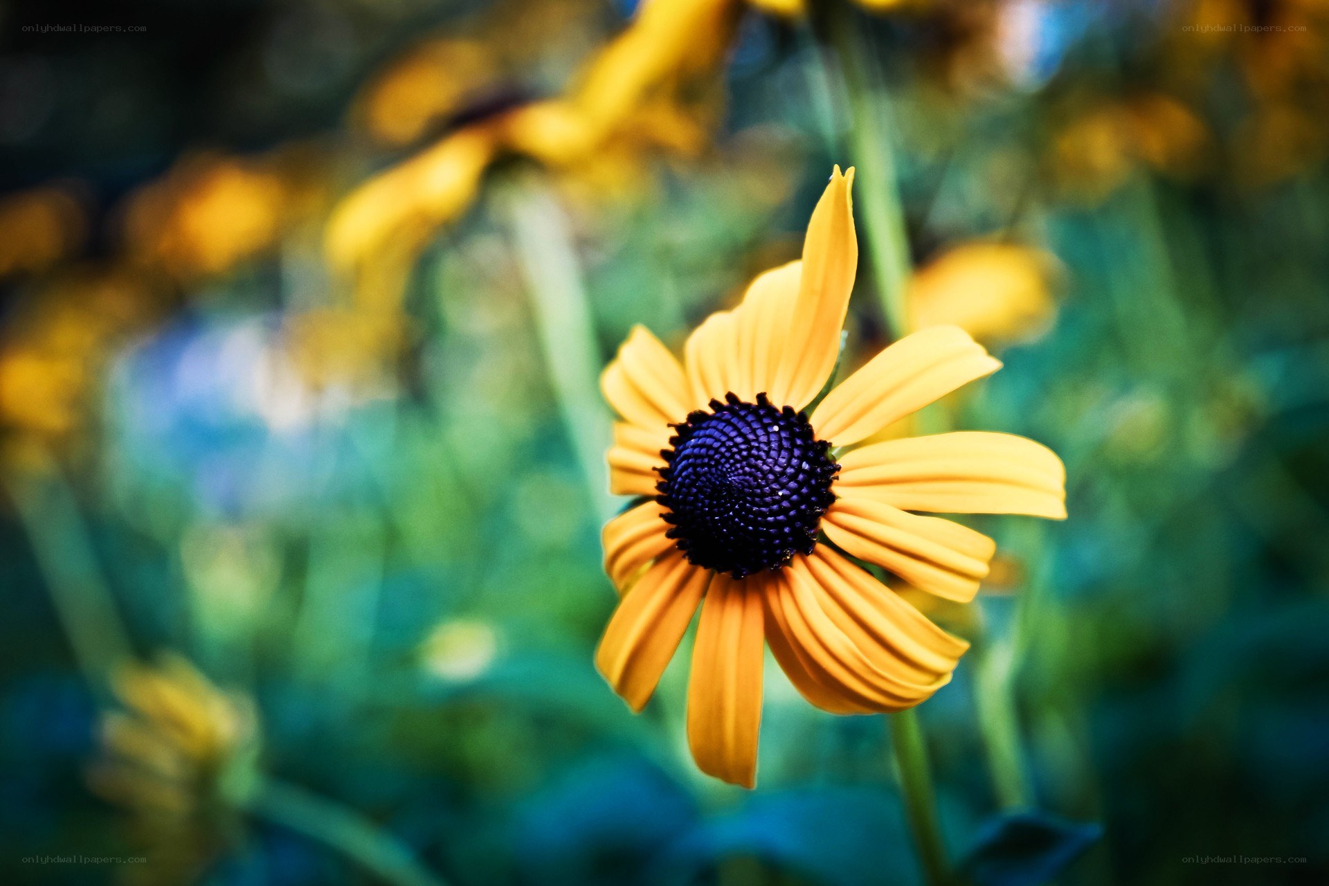 Yellow flower in a garden