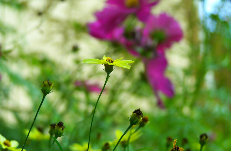 Yellow flower in a garden