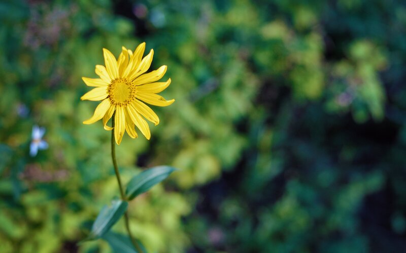 Yellow flower in a garden