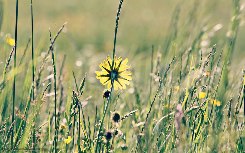 Yellow flower in a grassy field
