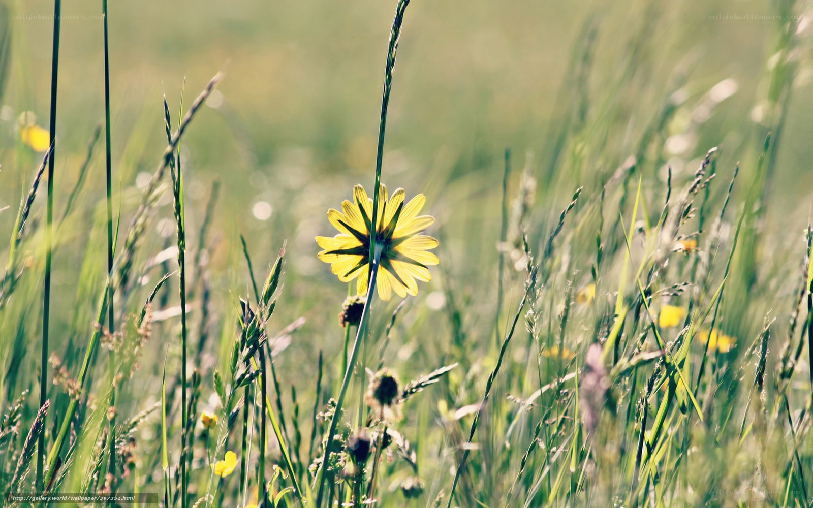 Yellow flower in a grassy field