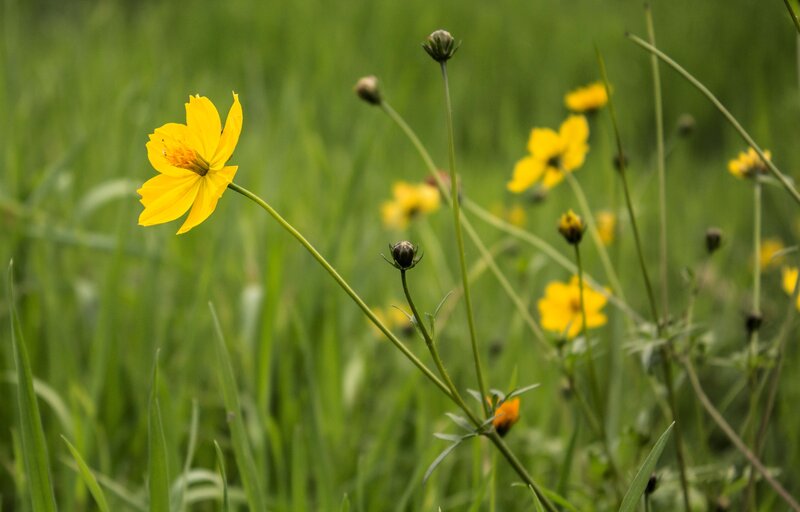 Yellow flower in a green field