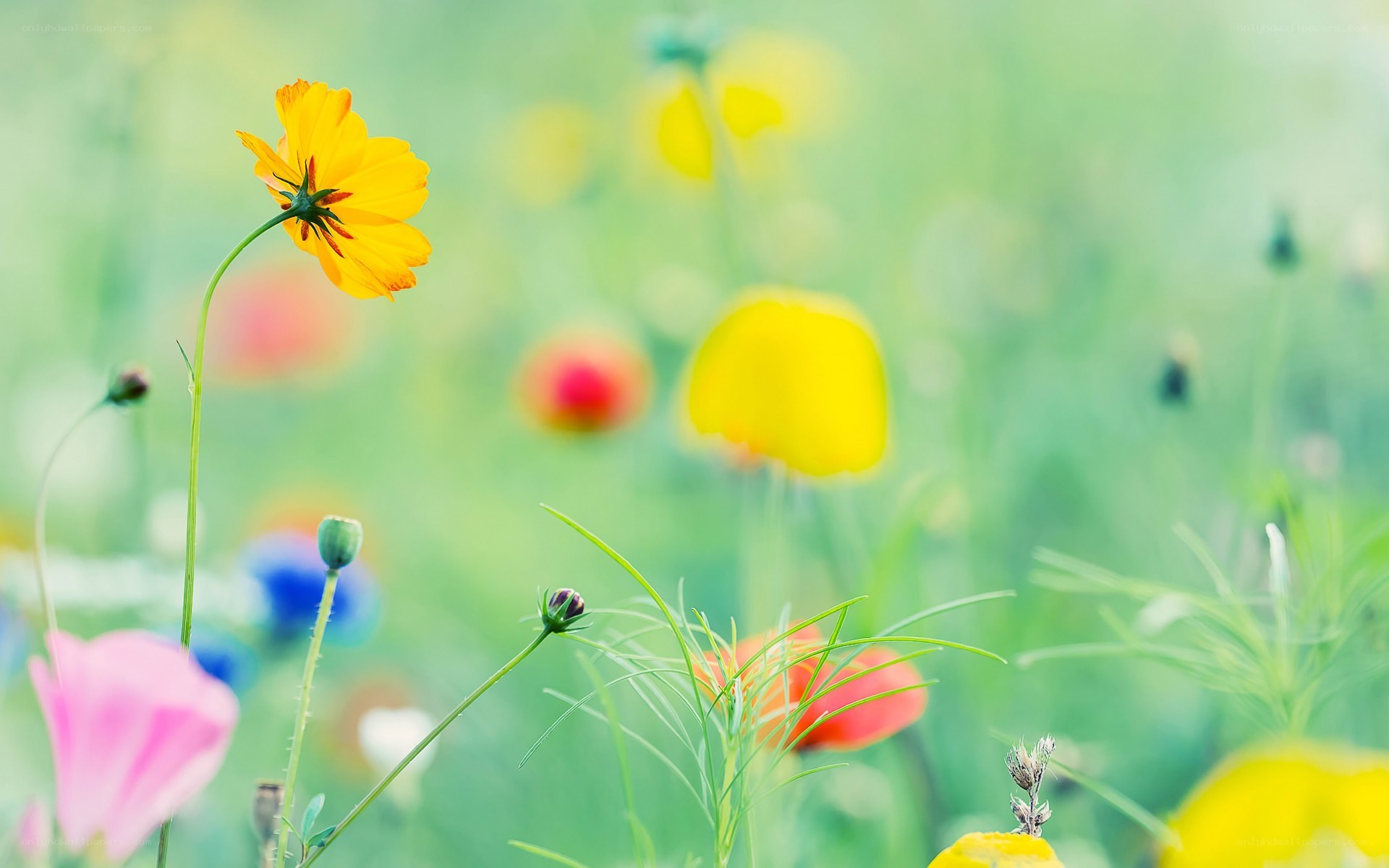 Yellow flower in a meadow