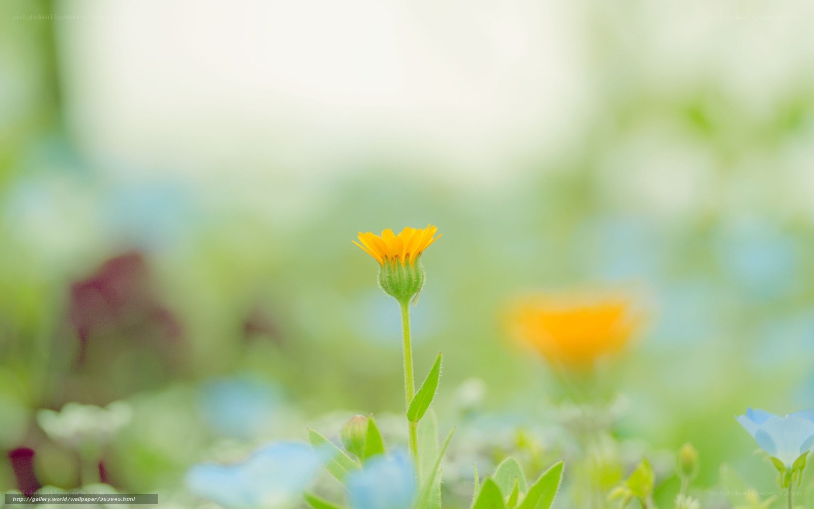 Yellow flower in a meadow