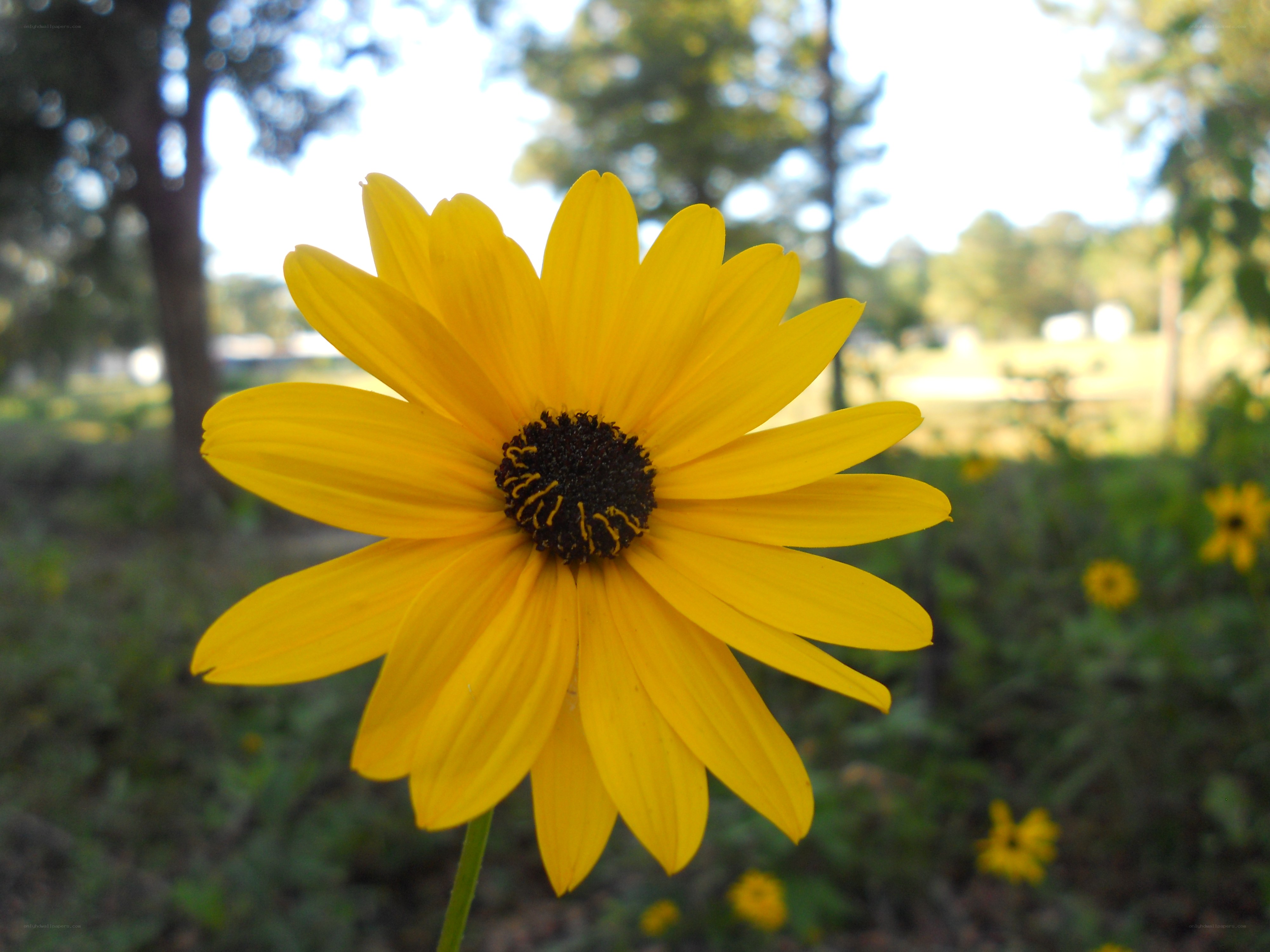 Yellow flower in a park