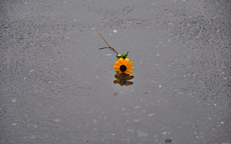 Yellow flower in a puddle