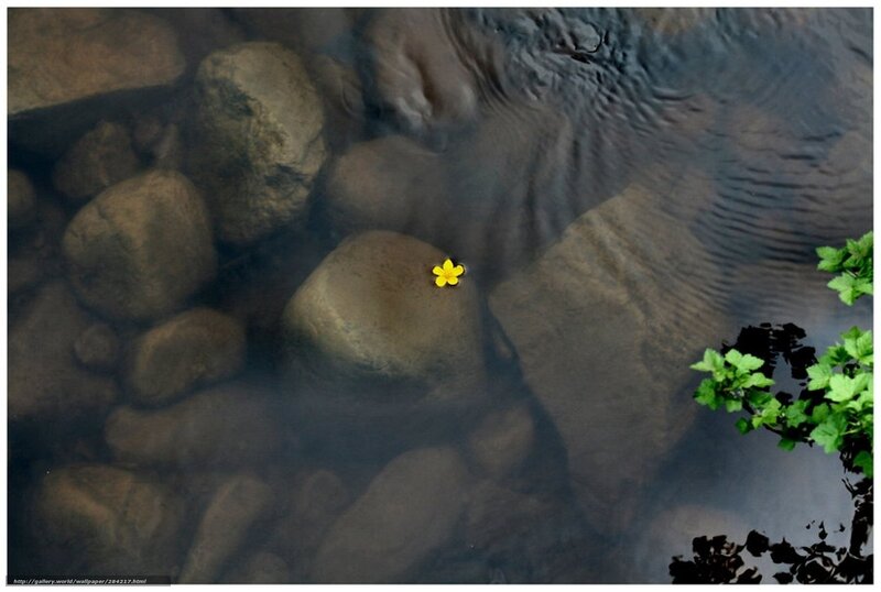Yellow flower in a stream