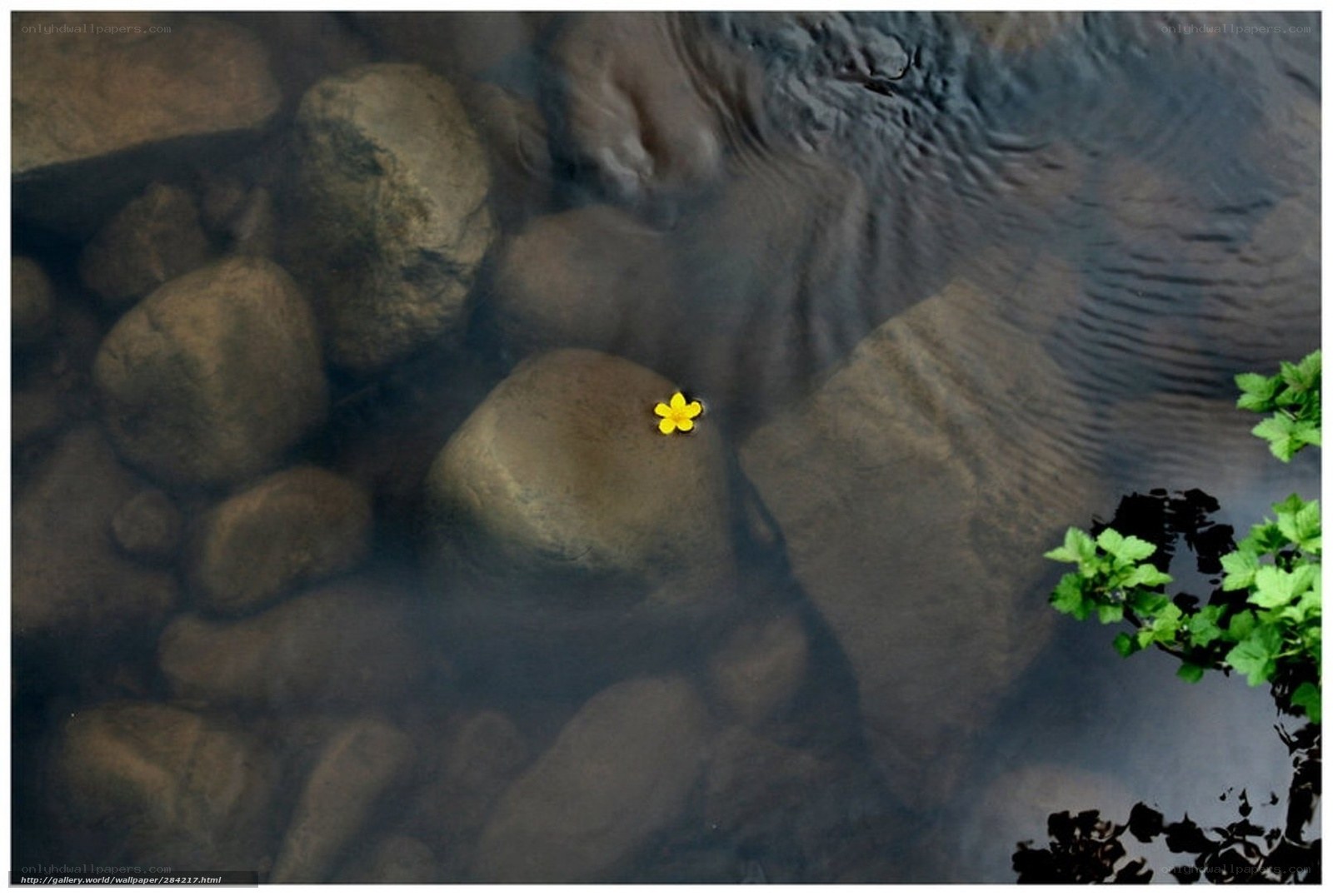 Yellow flower in a stream