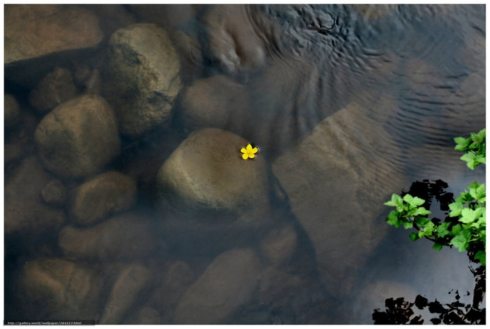 Yellow flower in a stream
