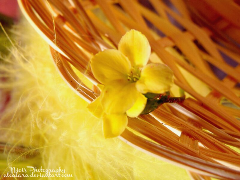Yellow Flower in Basket