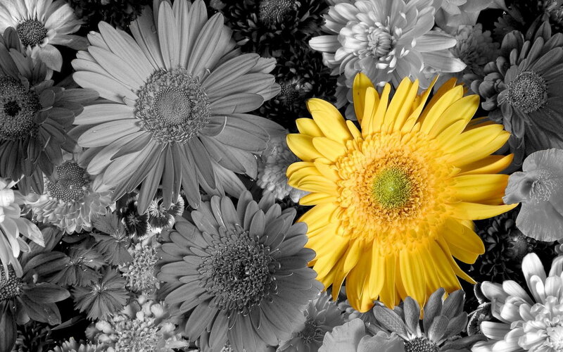 yellow flower in black and white