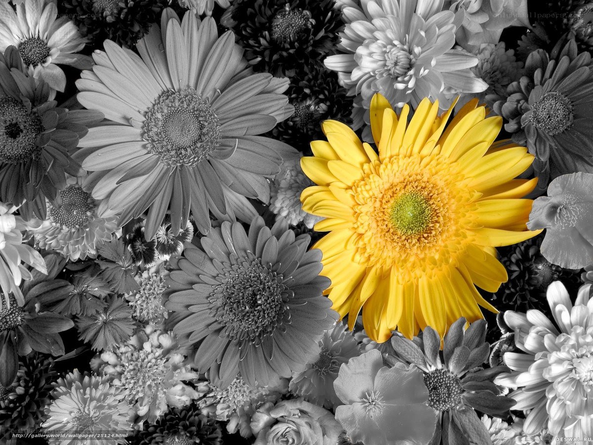 yellow flower in black and white