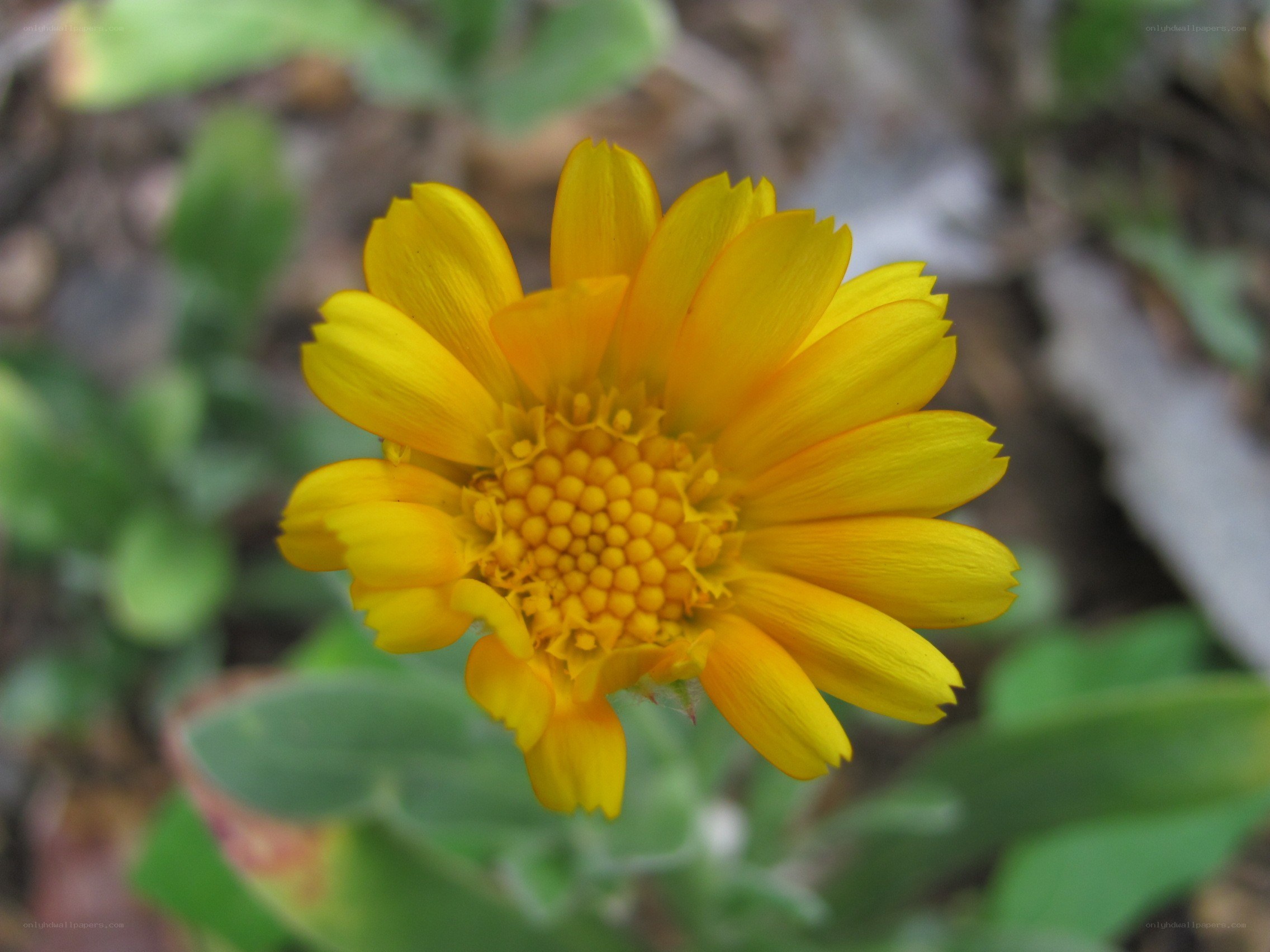 yellow flower in bloom
