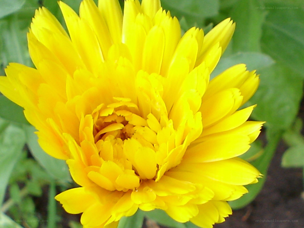 yellow flower in bloom