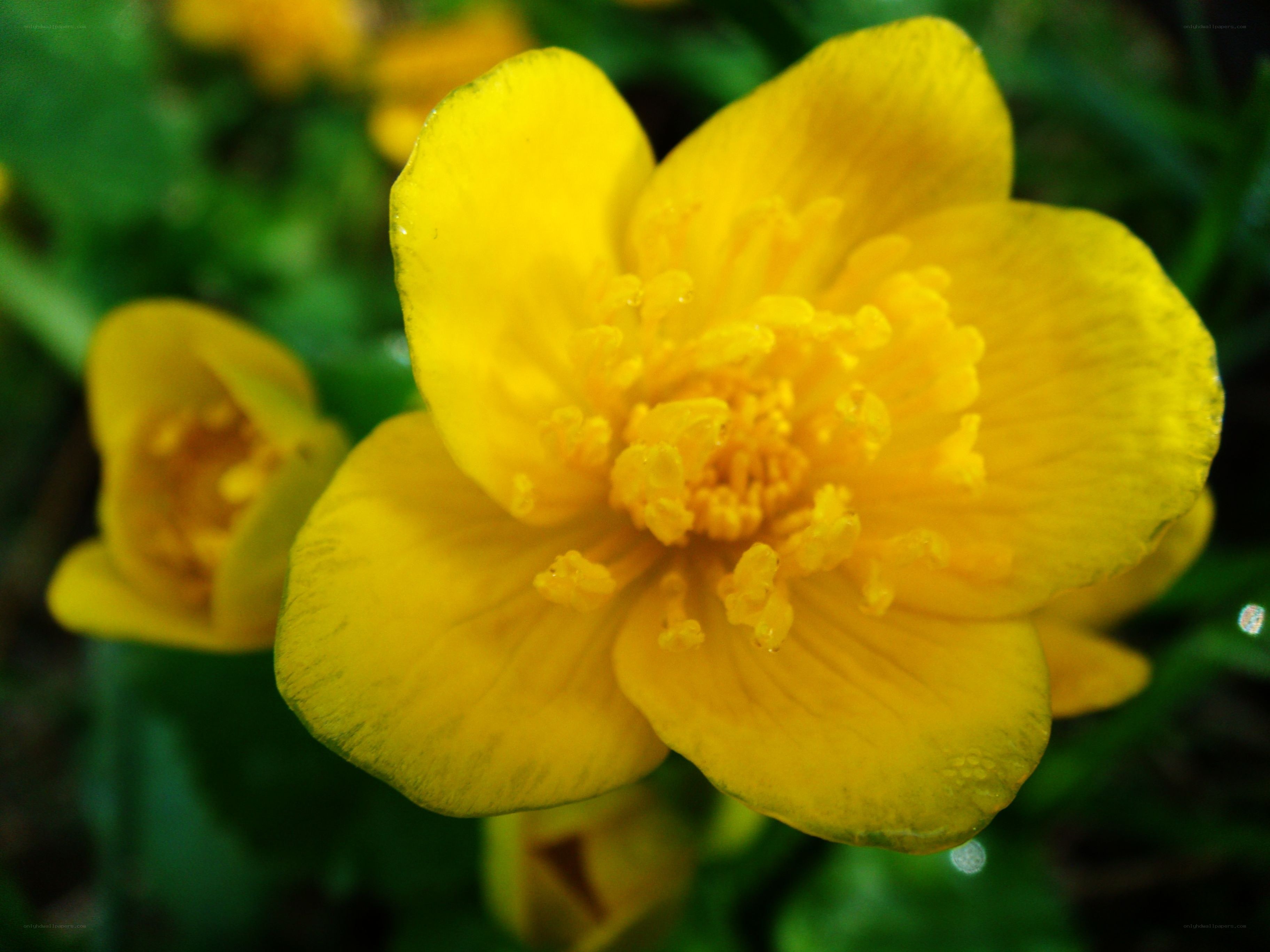 Yellow flower in bloom