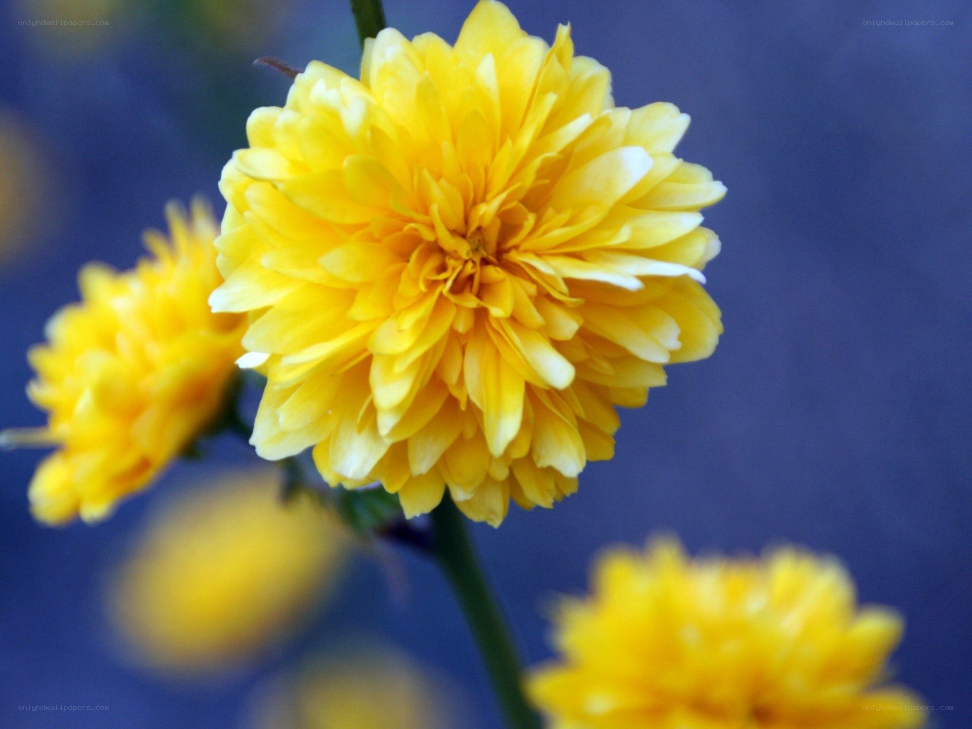 Yellow flower in bloom