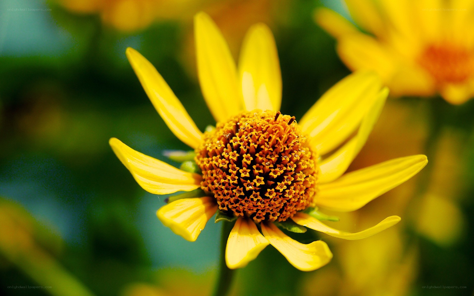 Yellow flower in bloom