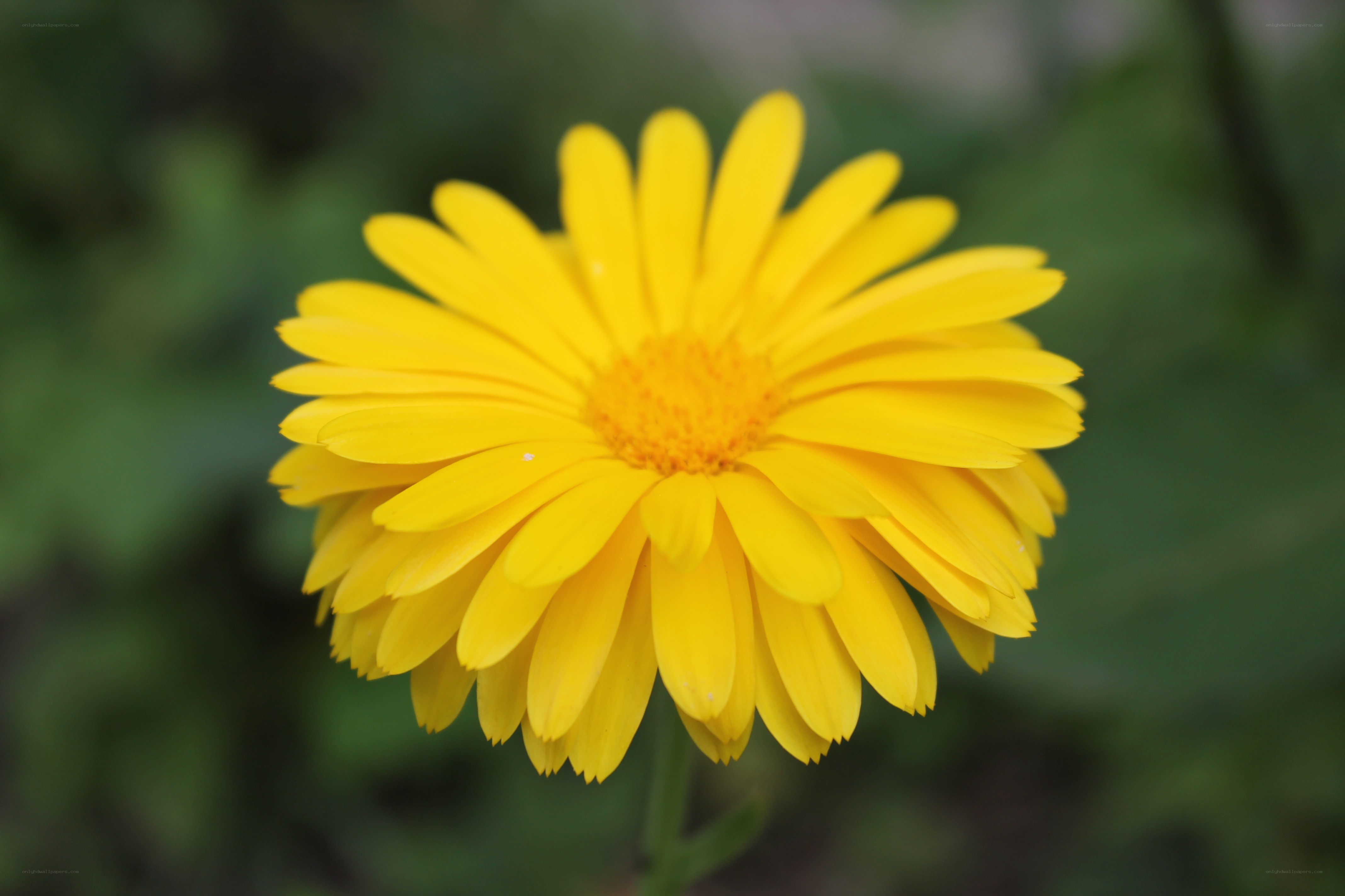 yellow flower in bloom