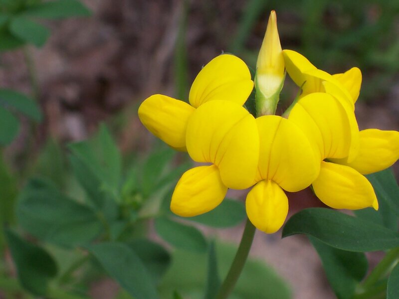 Yellow flower in bloom