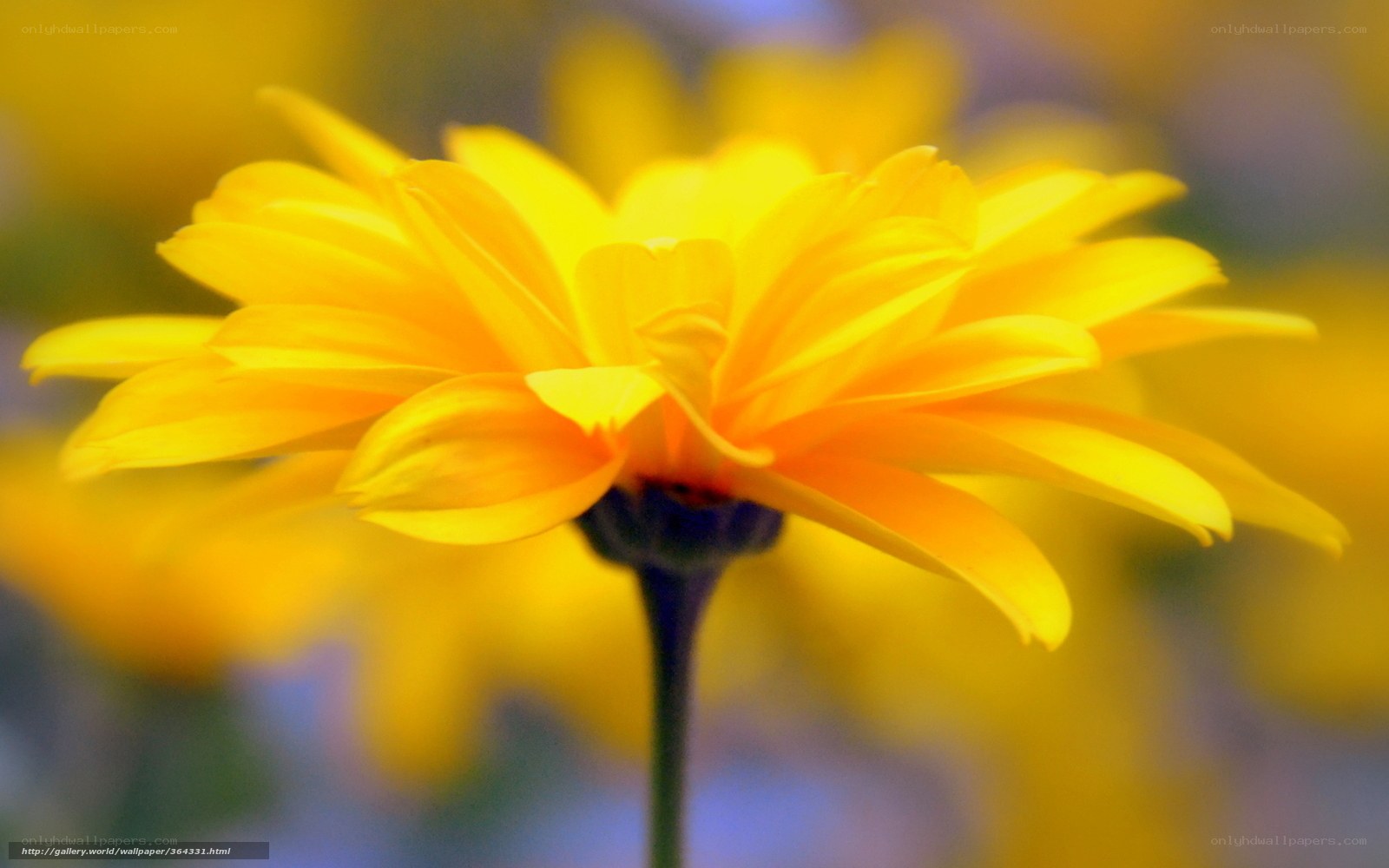 Yellow flower in bloom