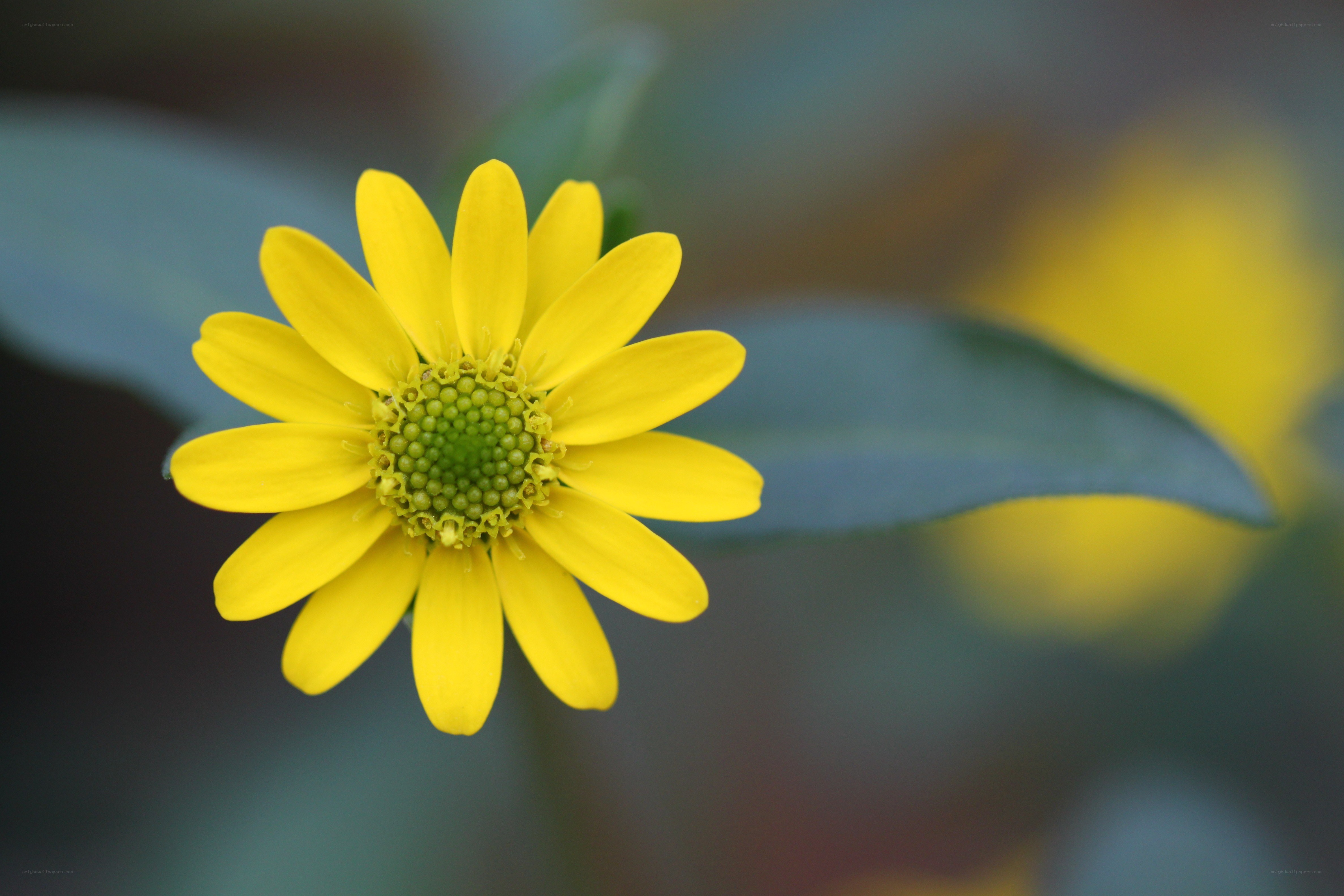 Yellow flower in bloom