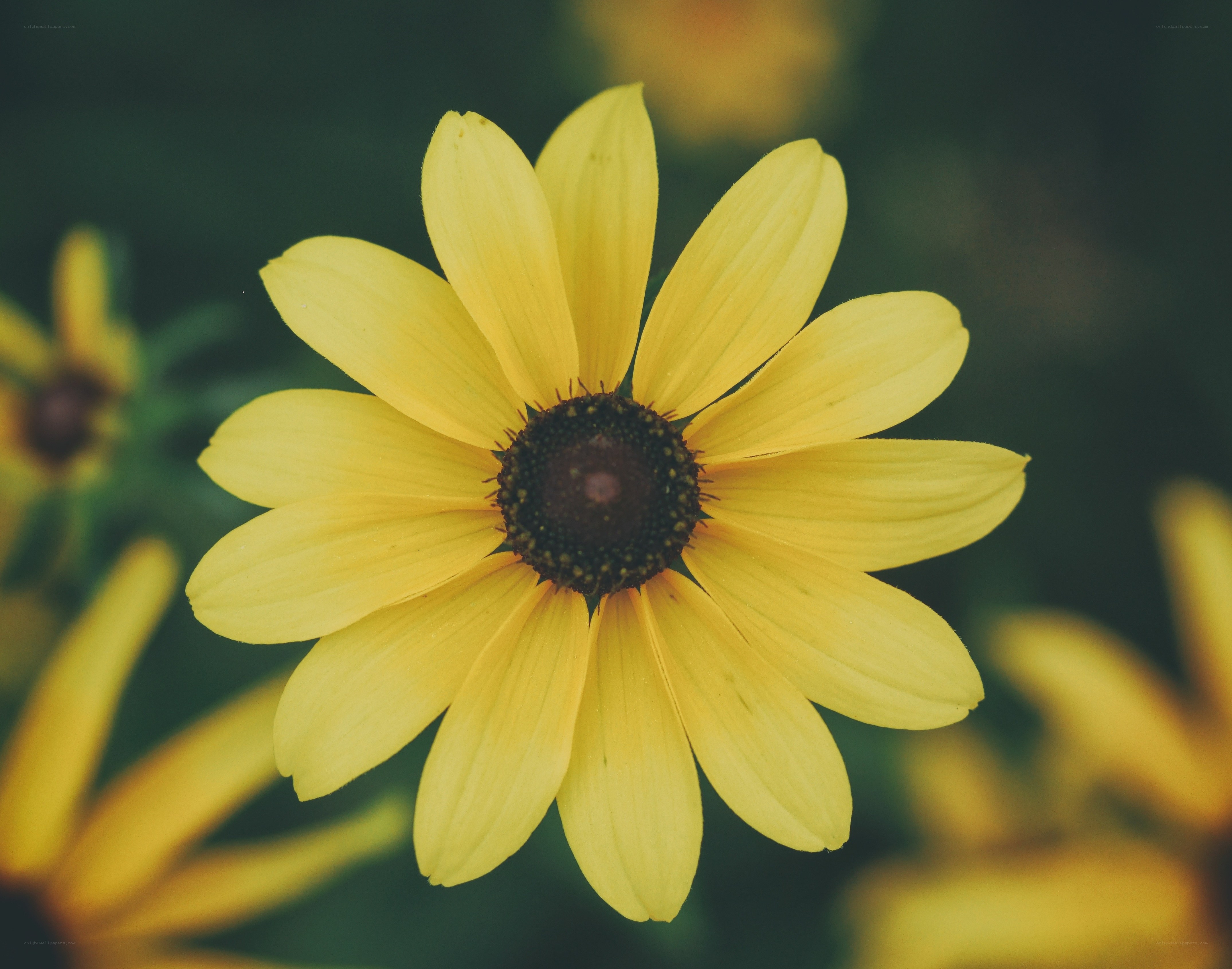 Yellow flower in bloom