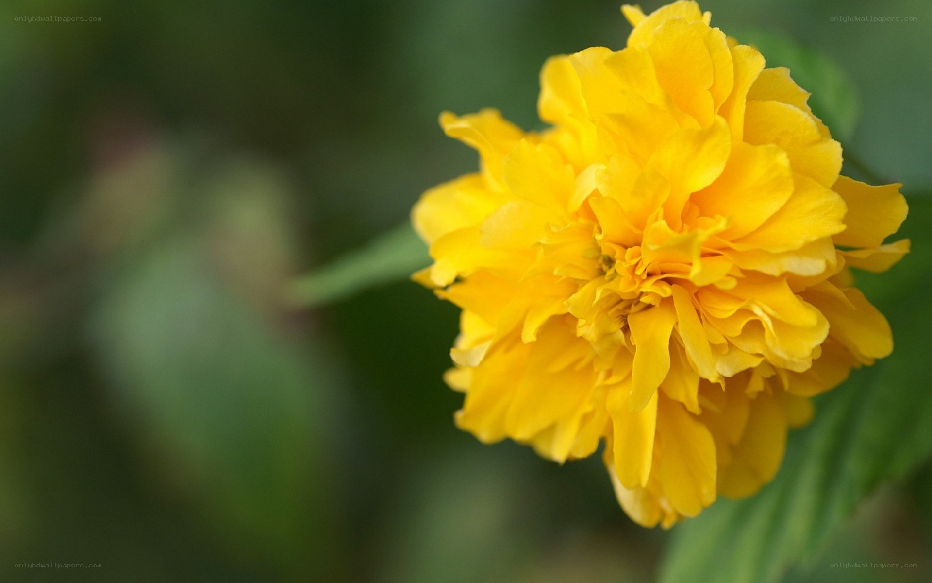 Yellow flower in bloom