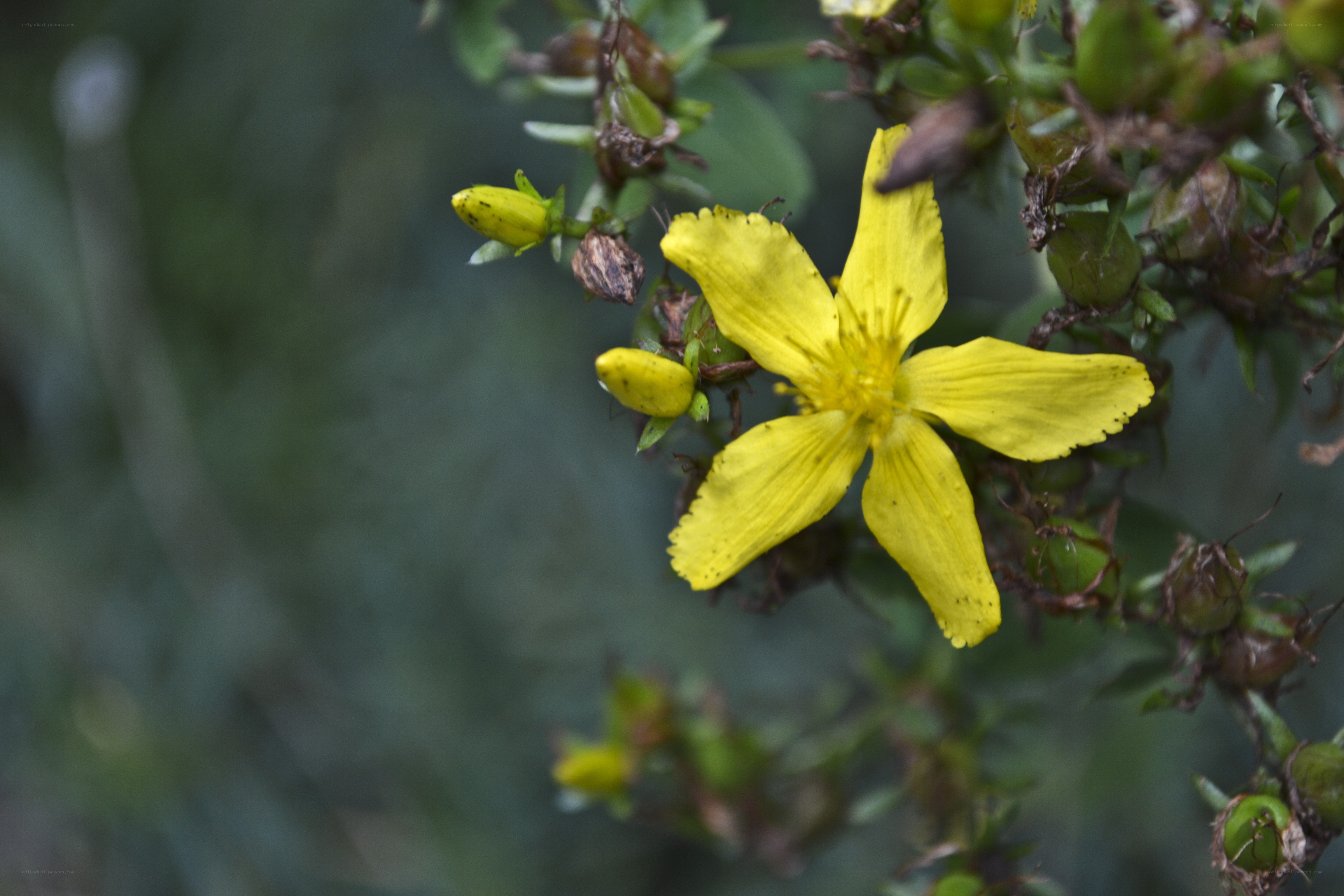 yellow flower in bloom