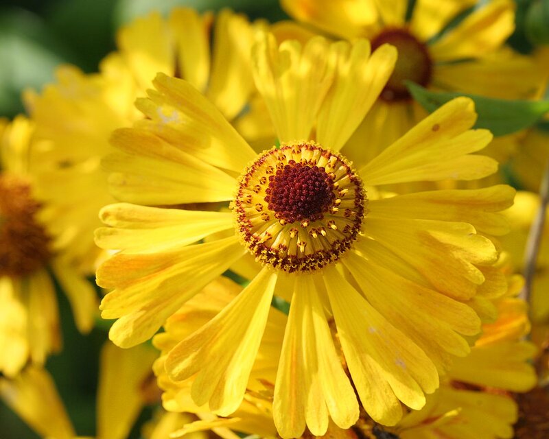 Yellow Flower in Bloom — Bright, Afternoon, Photograph