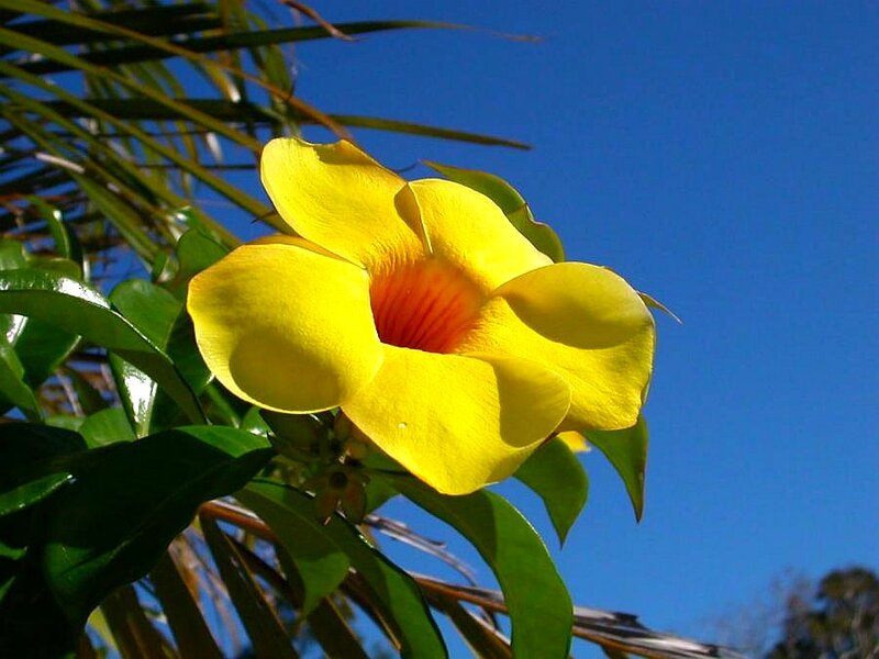 Yellow Flower in Bloom — Bright