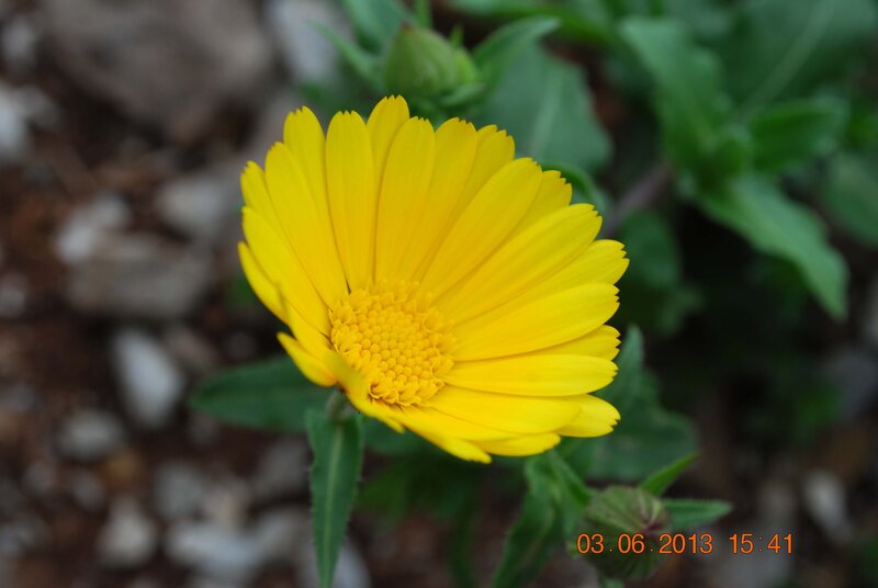 Yellow Flower in Bloom — Calm, Afternoon, Photograph, Green Leaves, Flower Bud, Soil