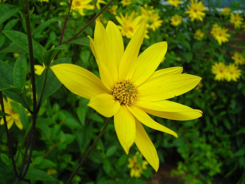 Yellow Flower in Bloom — Calm, Afternoon, Photograph, Green Leaves, Flower Buds