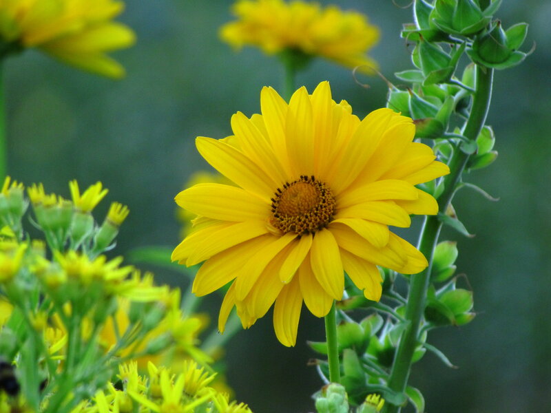 Yellow Flower in Bloom — Calm, Afternoon, Photograph, Green Stems
