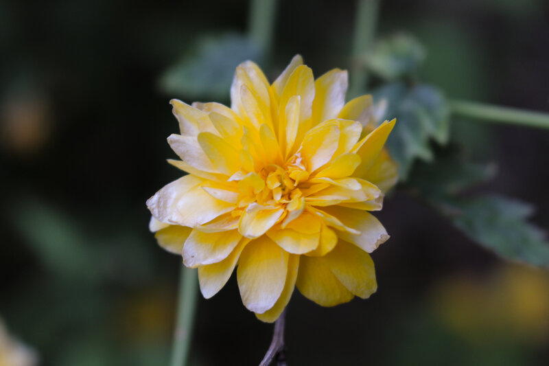 Yellow Flower in Bloom — Calm, Photograph, Green Leaves