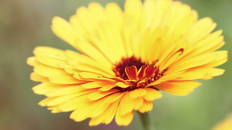 Yellow Flower in Bloom — Calm, Photograph, Petals