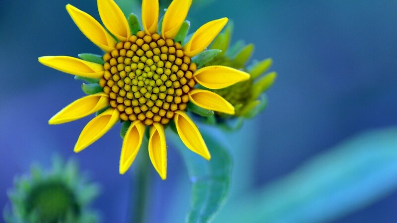 Yellow Flower in Bloom — Calm, Photograph