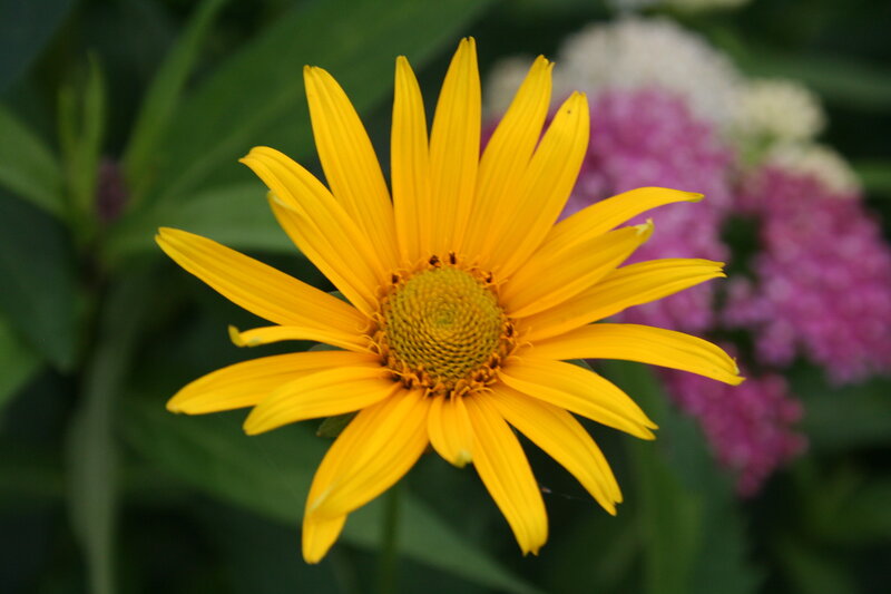 Yellow Flower in Bloom — Calm, Summer