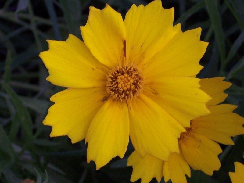 Yellow Flower in Bloom — Calm