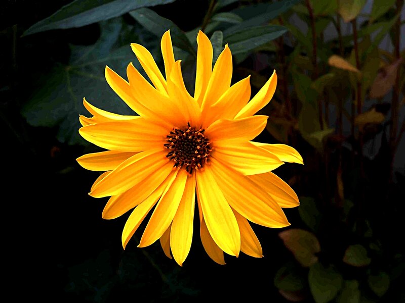 Yellow Flower in Bloom — Dramatic