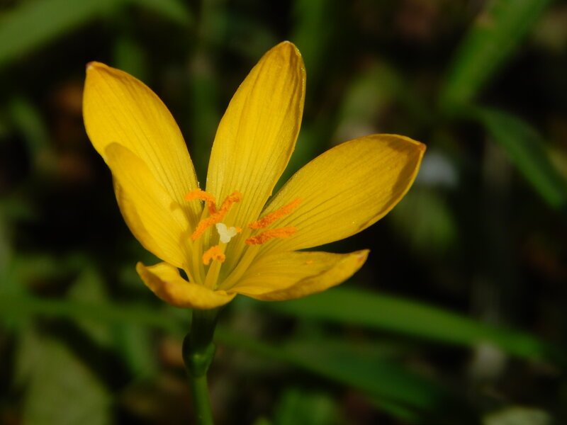 Yellow Flower in Bloom — Natural, Afternoon, Photograph, Petals