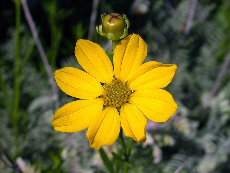 Yellow Flower in Bloom — Natural, Afternoon