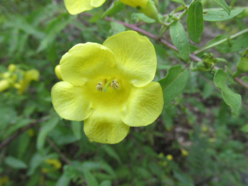 Yellow Flower in Bloom — Natural, Photograph