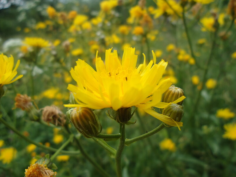 Yellow Flower in Bloom — Natural, Summer